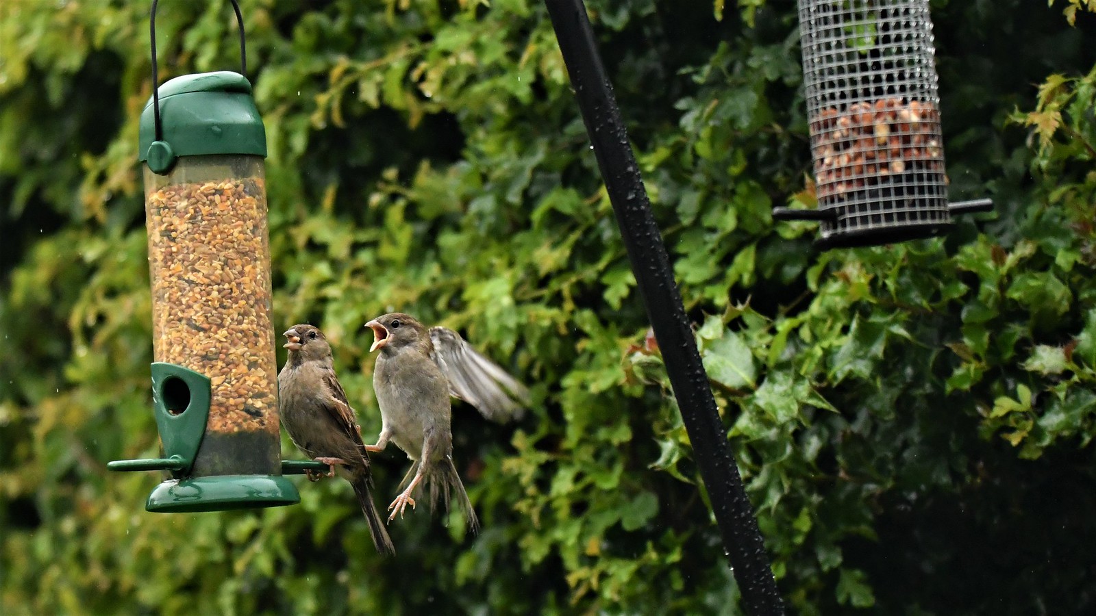 Alimentation Oiseaux Soldes -Alimentation Oiseaux Soldes 50022255327 e09ce78172 h