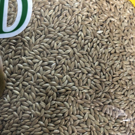 Alpiste 20kg - Manitoba 2 Alpiste 20kg - Manitoba – Image 2