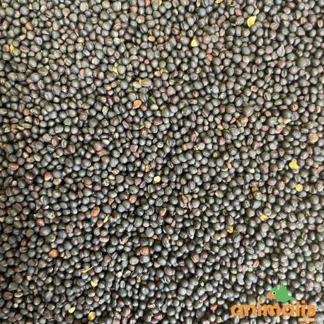 Colza 20kg 1 Colza 20kg