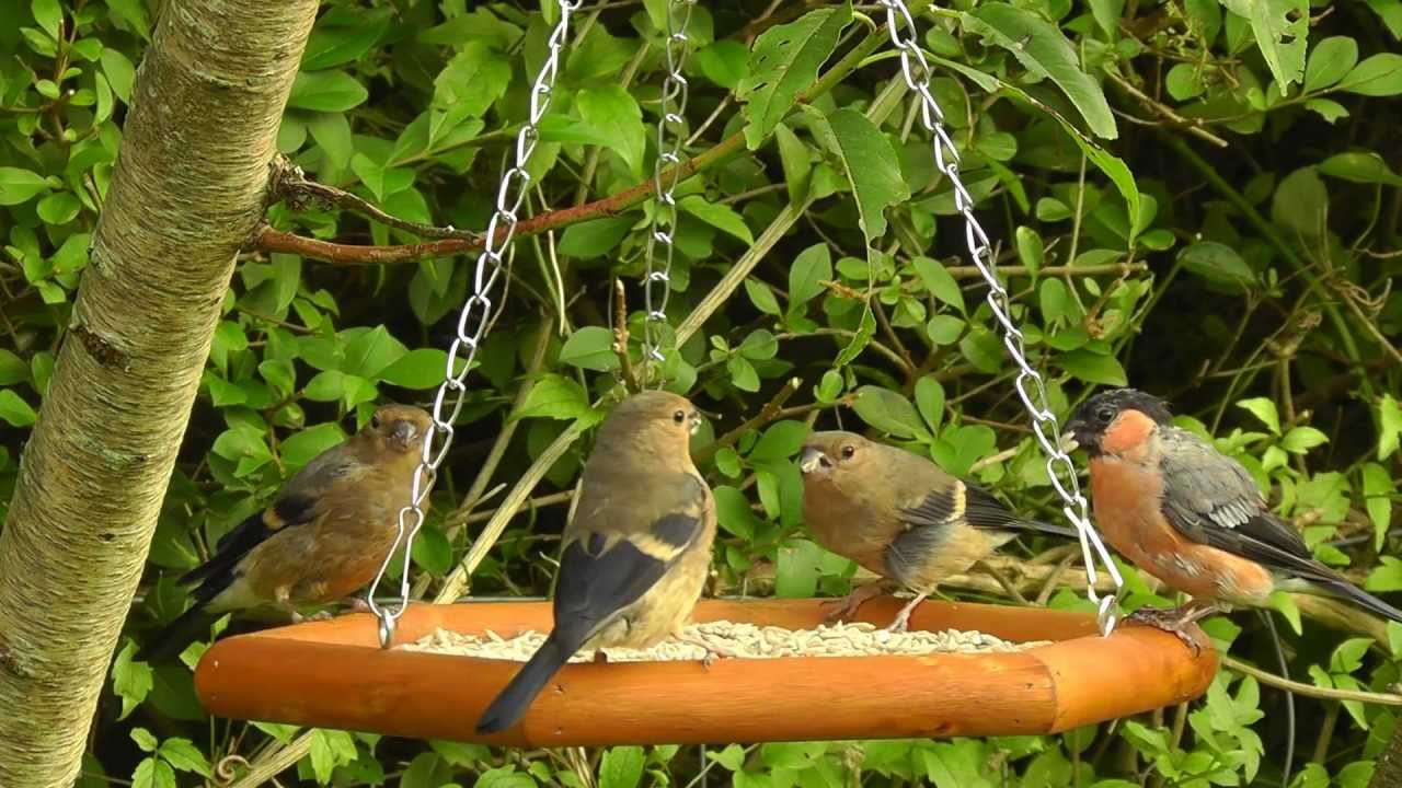 Alimentation Oiseaux Soldes -Alimentation Oiseaux Soldes